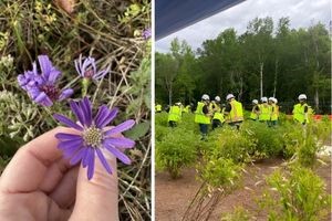 Georgia Aster and volunteer planting